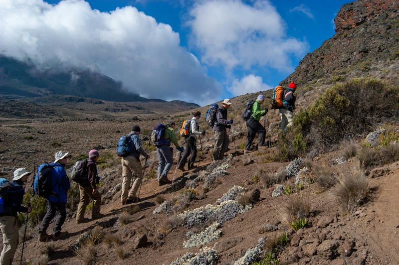 A line of trekkers walking slowly uphill through heather and moorland on the Rongai route