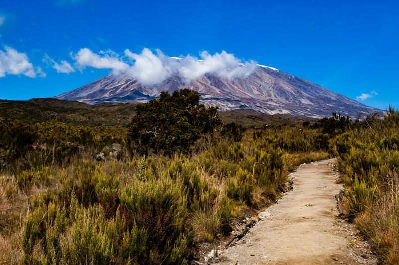 A trail through moorland shrubs leading towards Kibo under a blue sky on the Rongai route