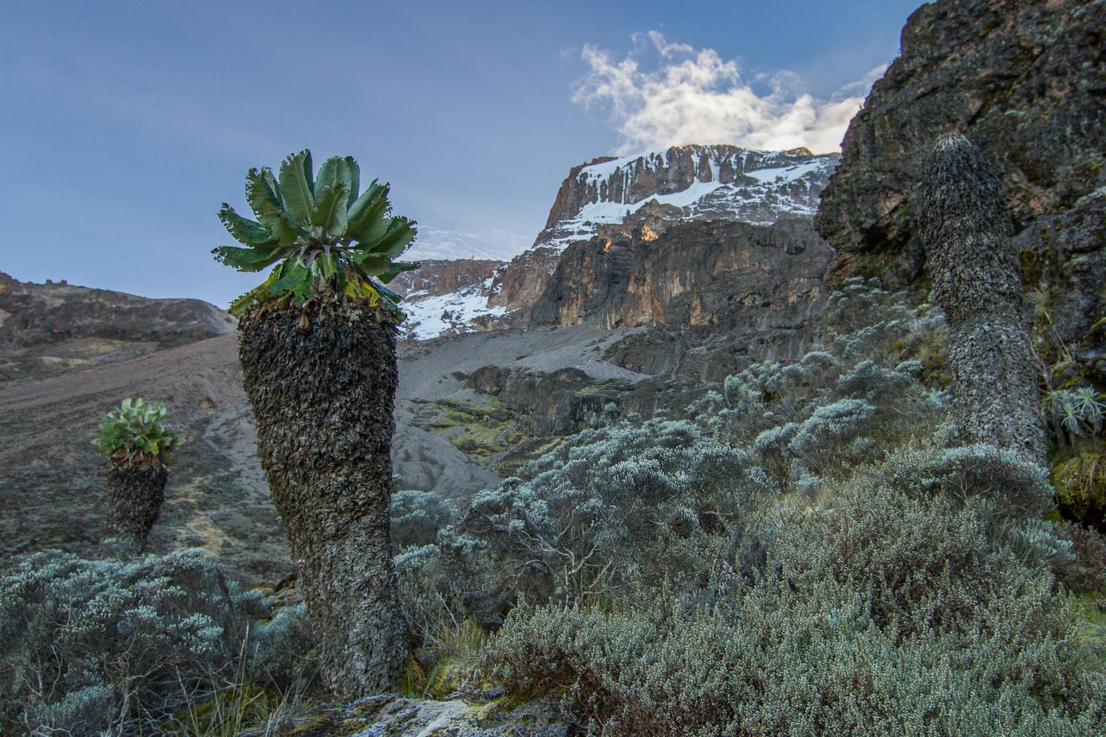 Giant groundsels, the tree-sized plants of Kilimanjaro’s high moorland, below the cliffs and glaciers of Kibo